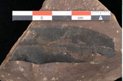 Foto (Detailsansicht) von Quercus palaeoilex Ettingshausen (NHMW-GEO-2024-0188-0769)